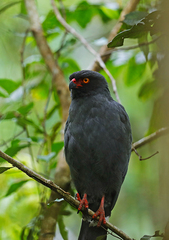 Buteogallus schistaceus