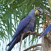 Hyacinth Macaw - Photo (c) Michael Barth, some rights reserved (CC BY-NC), uploaded by Michael Barth