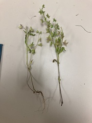 Veronica argute-serrata