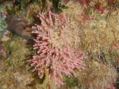 Tricleocarpa fragilis