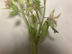 Veronica argute-serrata