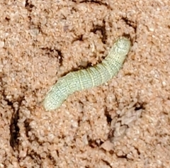 Schinia jaguarina