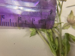 Veronica argute-serrata