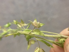 Veronica argute-serrata