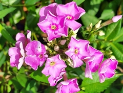Phlox maculata