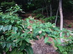 Phytolacca americana