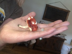 Russula