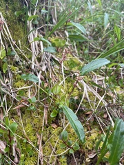 Neottia cordata