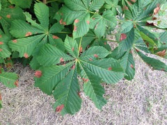 Angiospermae