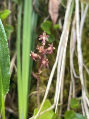 Neottia cordata
