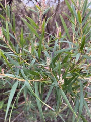 Leucopogon australis