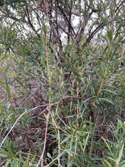 Leucopogon australis
