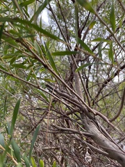 Leucopogon australis