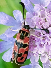 Zygaena fausta