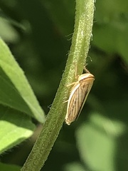 Athysanus argentarius