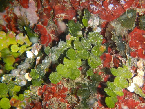 Image of Halimeda tuna by (c) Chris Taklis, some rights reserved (CC BY)