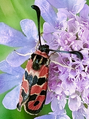 Zygaena fausta