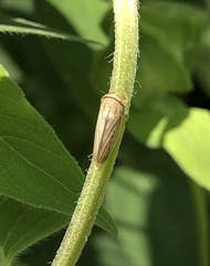 Athysanus argentarius