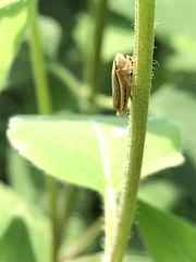 Athysanus argentarius