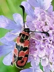Zygaena fausta
