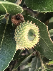 Coccifera