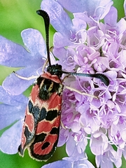 Zygaena fausta