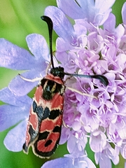 Zygaena fausta