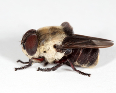 Cuterebra emasculator