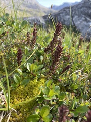 Salix arctophila