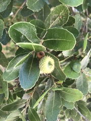 Coccifera