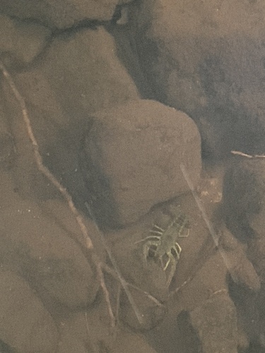 White River Crayfish, Stonington, CT, US, photo 9 of 10