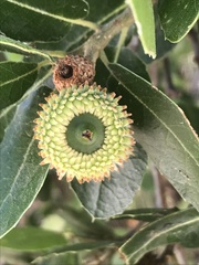Coccifera