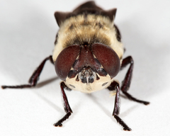 Cuterebra emasculator