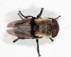 Cuterebra emasculator