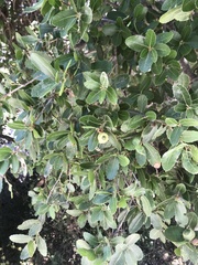 Coccifera