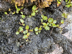 Salix herbacea