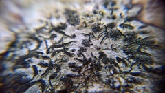 Stigmidium microspilum