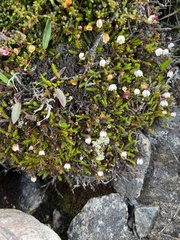 Harrimanella hypnoides