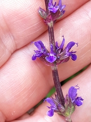 Salvia verticillata
