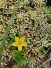 Lysimachia azorica