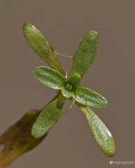 Callitriche brutia