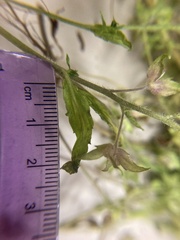 Veronica argute-serrata