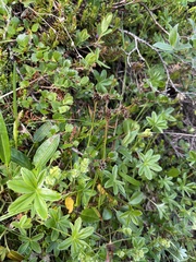 Luzula multiflora frigida