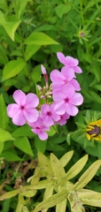 Phlox maculata