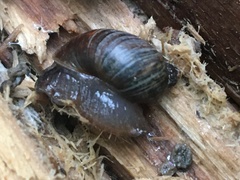 Novisuccinea strigata