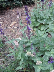Salvia verticillata
