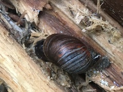 Novisuccinea strigata