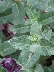 Salvia verticillata
