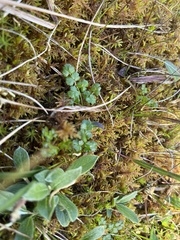 Thalictrum alpinum