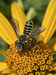 Megachile inimica